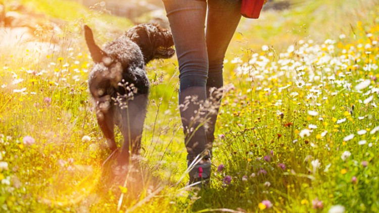 Eine Person in Jeans geht mit einem schwarzen Hund über eine sonnige Wiese mit blühenden Blumen.