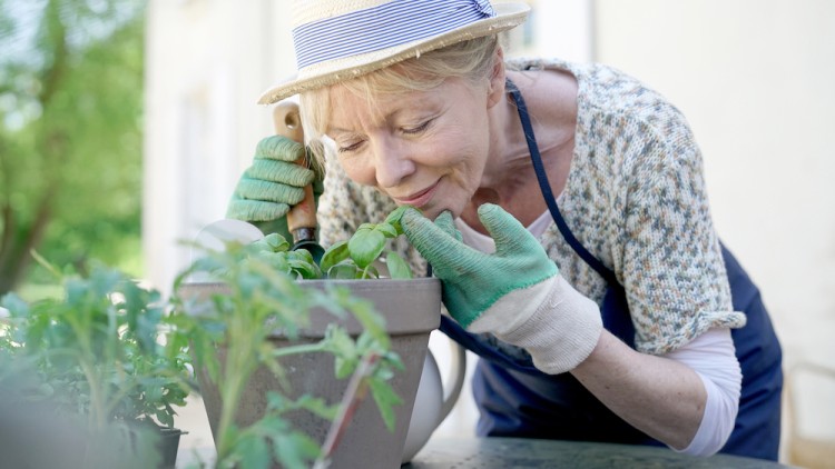 Person mit Strohhut und Gartenhandschuhen beugt sich über einen Blumentopf mit grünen Pflanzen auf einem Tisch im Freien.