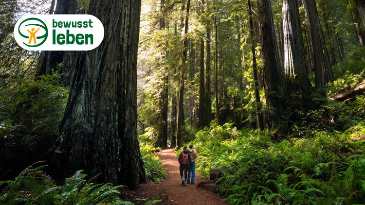 Zwei Menschen wandern auf einem Waldweg, umgeben von hohen Bäumen und grüner Vegetation, Logo „bewusst leben“ oben links.