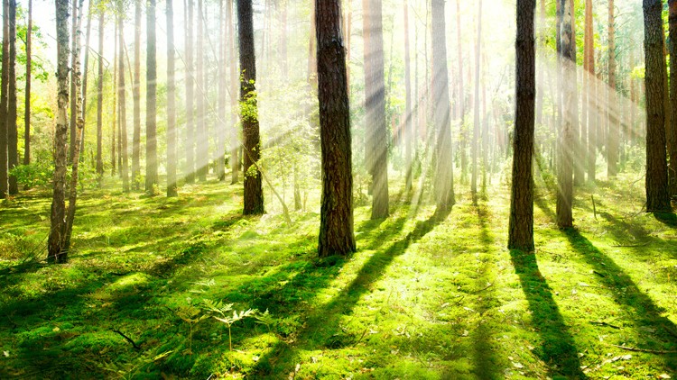 Sonnenstrahlen fallen durch die Bäume eines lichten Waldes auf einen mit Moos und Grünpflanzen bedeckten Boden.