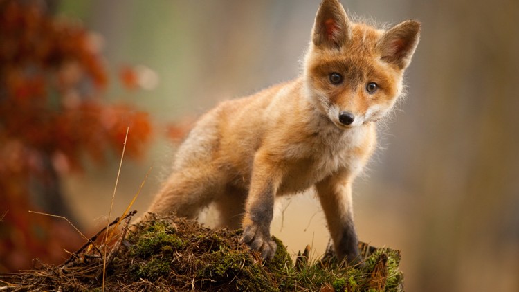 Jungfuchs mit orange-braunem Fell steht aufmerksam auf moosbewachsenem Hügel in herbstlicher Waldlandschaft.