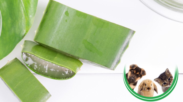 Grüne Aloe-Vera-Blätter, teils aufgeschnitten, und ein Rundsymbol mit Hund, Kaninchen und Katze in der Ecke rechts unten.