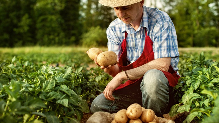Person in kariertem Hemd und roter Schürze hält Kartoffeln in der Hand, sitzend zwischen Kartoffelpflanzen auf einem Feld.