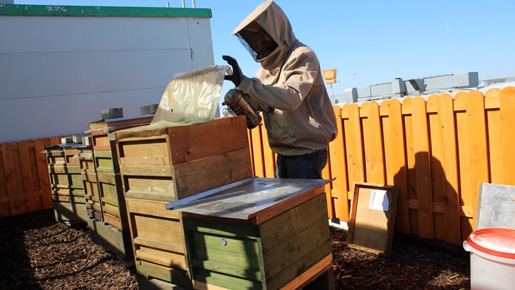 Ein Imker in Schutzkleidung arbeitet an hölzernen Bienenstöcken hinter einem orangefarbenen Zaun bei sonnigem Wetter.