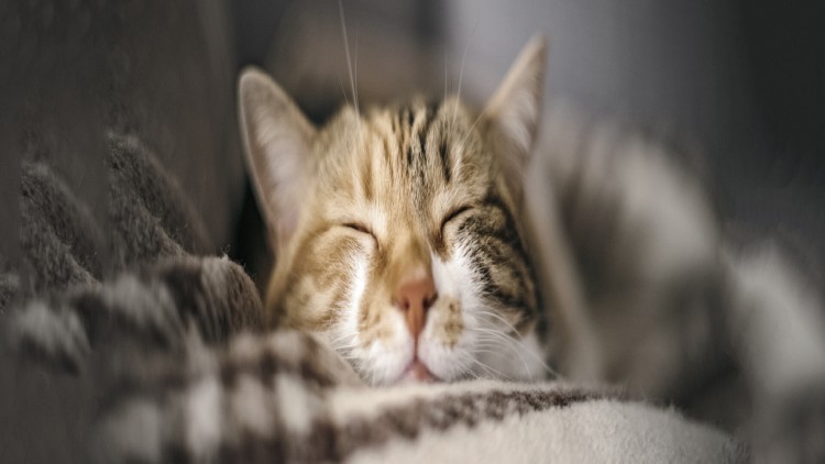 Eine Katze mit geschlossenen Augen liegt entspannt auf einer weichen, gemusterten Decke.