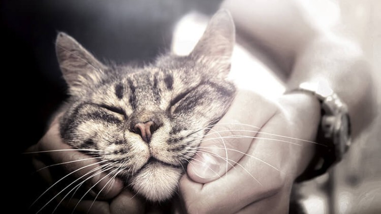 Getigerte Katze mit geschlossenen Augen wird mit beiden Händen unterhalb des Kopfes gehalten und gestreichelt.