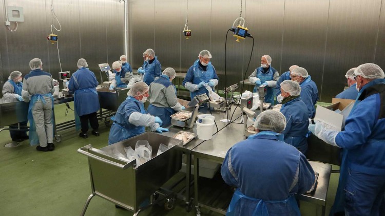 Menschen in blauer Schutzkleidung und Haarnetzen verpacken Lebensmittel an mehreren Tischen in einem metallverkleideten Raum.