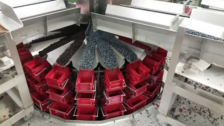 Maschine in einer Produktionslinie sortiert Beeren wie Blaubeeren, Himbeeren und schwarze Beeren in rote Kunststoffbehälter.