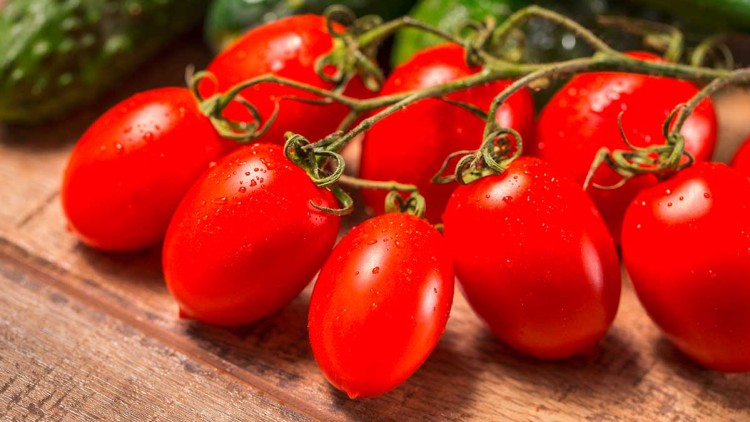 Rote, längliche Tomaten mit Wassertropfen hängen an grünen Stielen, dahinter sind unscharfe grüne Gurken sichtbar.