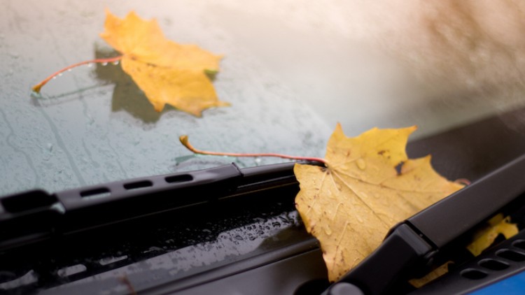 Zwei gelbe Herbstblätter liegen auf einer regennassen Autoscheibe zwischen den schwarzen Scheibenwischern.