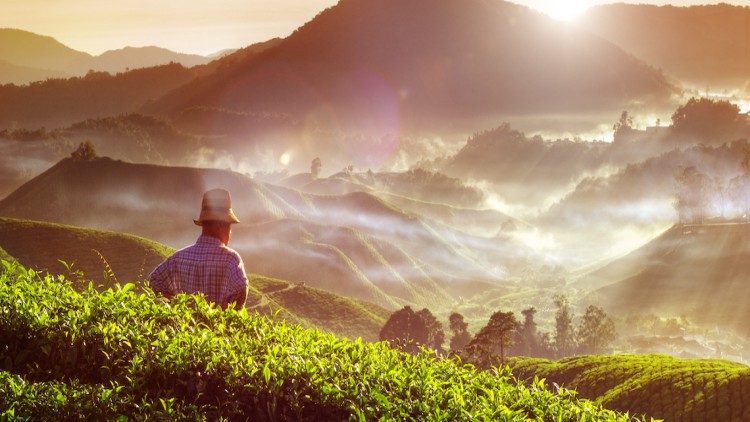 Person mit Hut steht vor einer hügeligen Landschaft mit Teefeldern, Sonnenaufgang und Nebelschwaden.