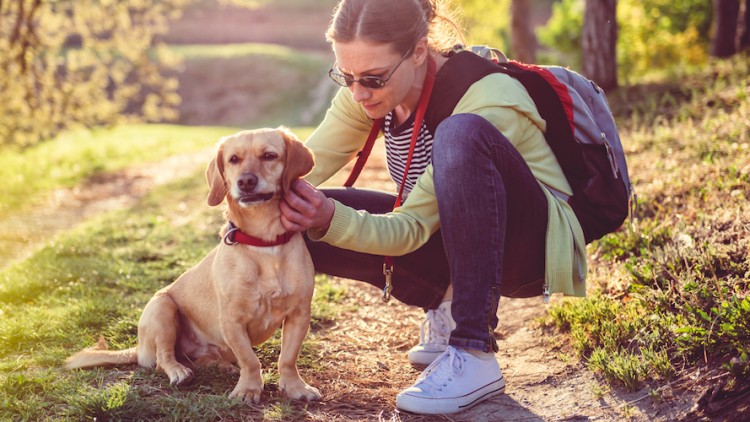 Eine Person hockt neben einem sitzenden Hund mit rotem Halsband auf einem sonnigen Waldweg.