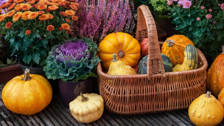 Ein Korb mit Kürbissen steht auf Holzbrettern, umgeben von Chrysanthemen, Heidekraut und Zierkohl in Töpfen.
