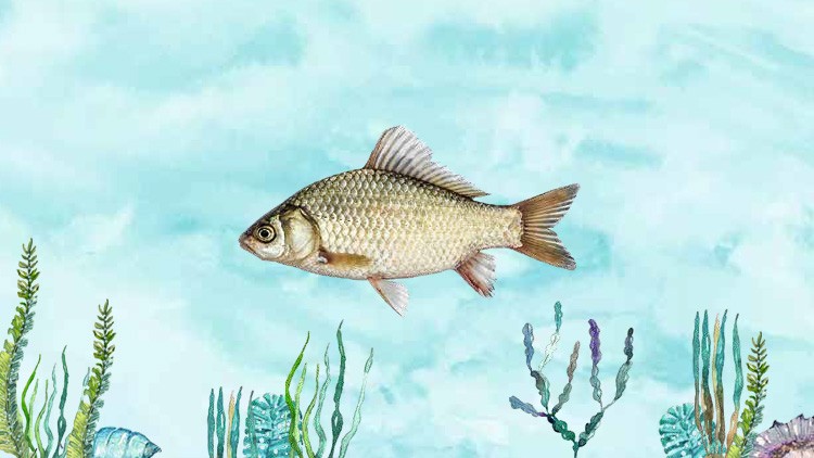 Silberner Fisch mit Schuppen und Flossen schwimmt in einem blauen Wasserhintergrund über Seegras und Algen.