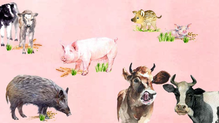 Illustrationen von zwei Kühen, einem Schwein, einem Wildschwein, einem Ferkel und einem Frischling auf rosa Hintergrund mit Gras.