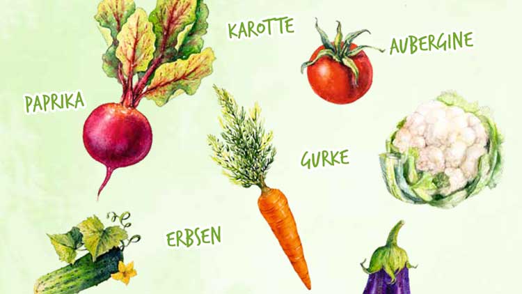 Illustration von Gemüse auf grünem Hintergrund, beschriftet mit Paprika, Karotte, Aubergine, Erbsen, Gurke und Blumenkohl.