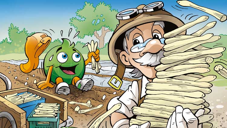 Globini und Professor Globus ernten weißen Spargel auf einem Feld, auf dem blaue Kisten und Spargelstangen liegen.