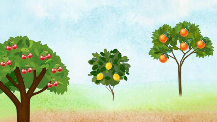 Ein Kirschbaum, ein Zitronenbaum und ein Orangenbaum mit ihren jeweiligen Früchten stehen auf einer Wiese vor blauem Himmel.