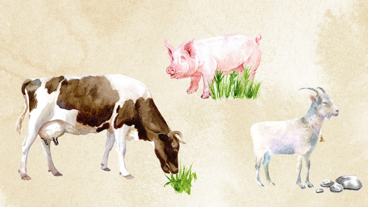 Eine Kuh, ein Schwein und eine Ziege fressen Gras auf einer hellen, gemalten Illustration.