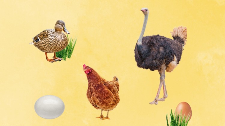 Eine Ente, ein Strauß und ein Huhn mit je einem Ei und etwas grünem Gras auf gelbem Hintergrund.
