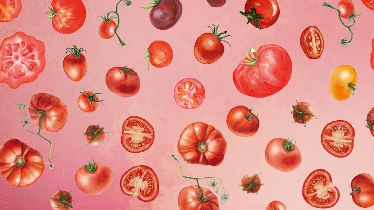 Verschiedene ganze und halbierte Tomaten in Rot und Gelb, teils mit Stielen, vor einem pink-roten Hintergrund.
