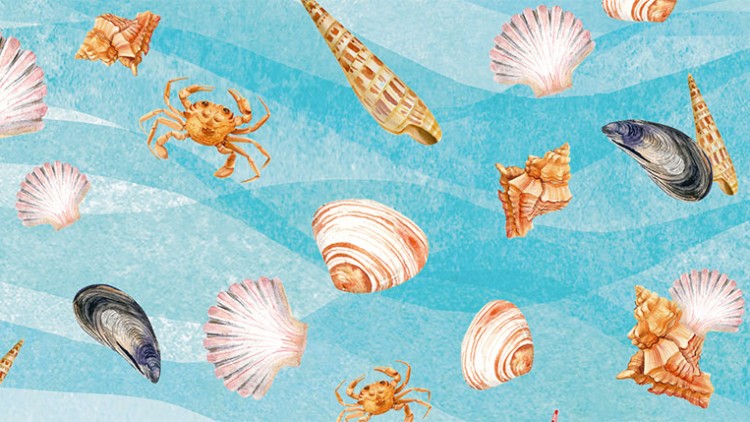 Muscheln, Schnecken, Krebse und eine Miesmuschel in unterschiedlichen Farben und Größen vor einem blauen Hintergrund mit Wellenmuster.
