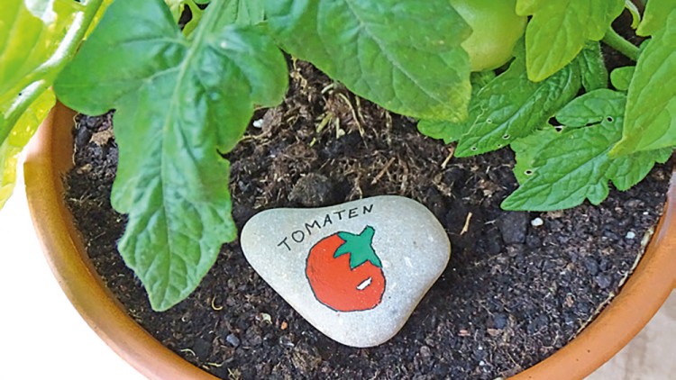 Tomatenpflanze in einem Terrakotta-Topf mit bemaltem Stein, auf dem eine rote Tomate und das Wort „TOMATEN“ abgebildet sind.
