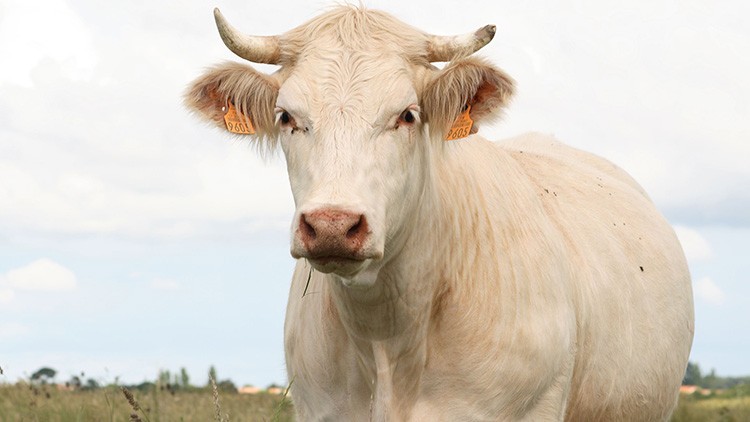 Eine beige Kuh mit Hörnern und orangefarbenen Ohrmarken steht auf einer Wiese, im Hintergrund Himmel und Bäume.