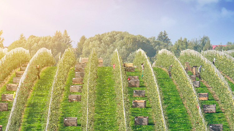 Reihen von Obstbäumen mit weißen Blüten auf grünen Wiesen, verstreute Holzkisten und Personen in einer Plantage.