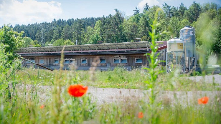 Ein langes Gebäude mit Holzfassade, Solardach und Silos steht hinter einer grünen Wiese mit roten Mohnblumen.