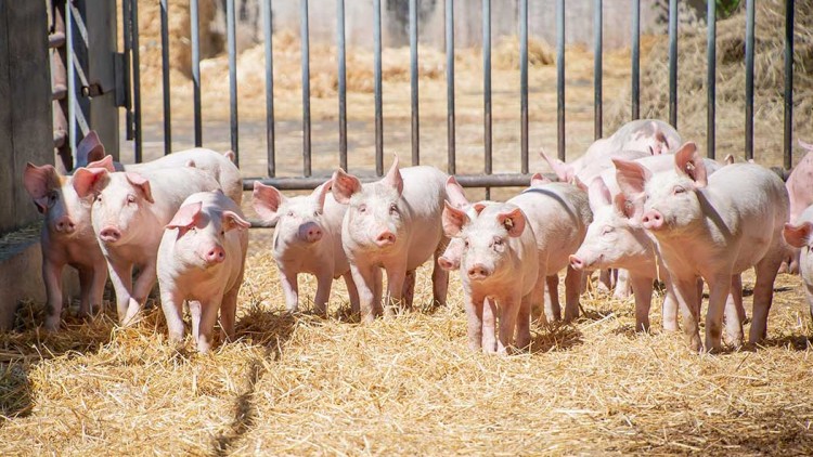 Mehrere rosafarbene Ferkel stehen auf Stroh in einem eingezäunten Bereich mit Metallgittern, im Hintergrund liegen Heuballen.