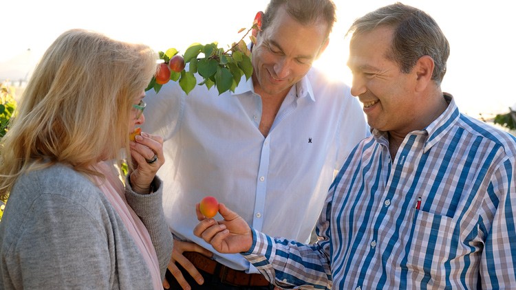 Zwei Personen betrachten eine reife orange-rote Frucht, die eine dritte Person vor einem Ast mit weiteren Früchten hält.