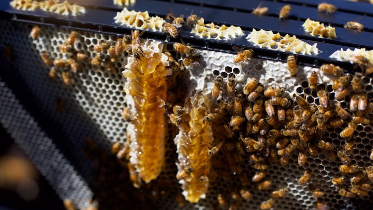 Honigwaben mit vielen Bienen, die auf einer schwarzen Bienenstockstruktur sitzen und arbeiten.
