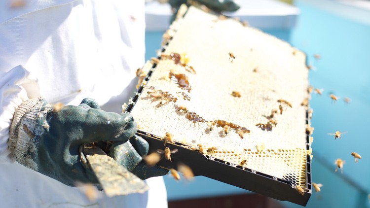 Person in Schutzkleidung hält eine Wabe mit Honig, auf der mehrere Bienen sitzen und fliegen.