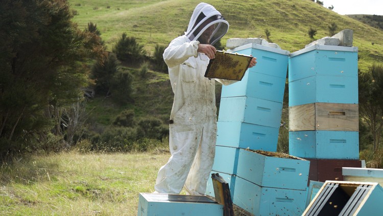 Eine Person im Imkeranzug hält eine Wabenplatte neben hohen blauen Bienenkästen in einer grünen Landschaft.