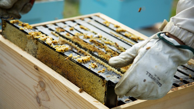 Eine Person in Schutzkleidung hält einen Wabenrahmen mit Bienen aus einem hölzernen Bienenstock.
