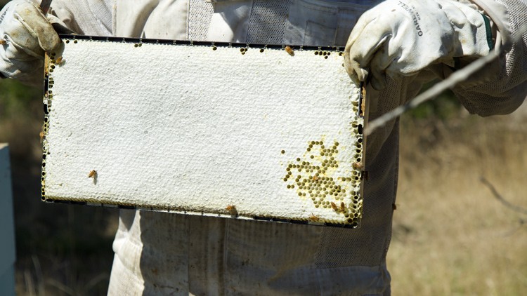 Eine Person in Schutzkleidung hält eine Bienenwabe mit weißer Wachsschicht und honiggefüllten Zellen in beiden Händen.
