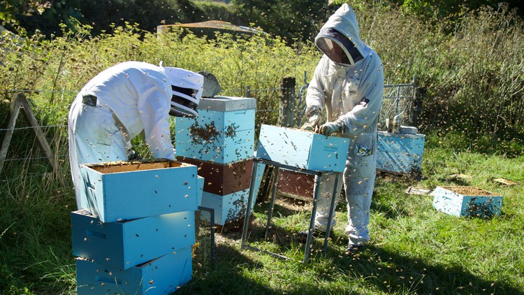 Zwei Personen in Schutzanzügen arbeiten an blauen Bienenkästen auf einer Wiese, umgeben von fliegenden Bienen.