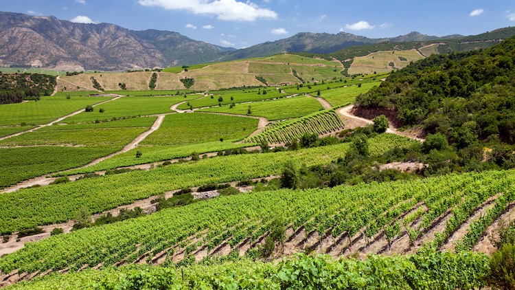 Weinberge mit grünen Rebreihen erstrecken sich über hügelige Landschaften unter blauem Himmel mit weißen Wolken.