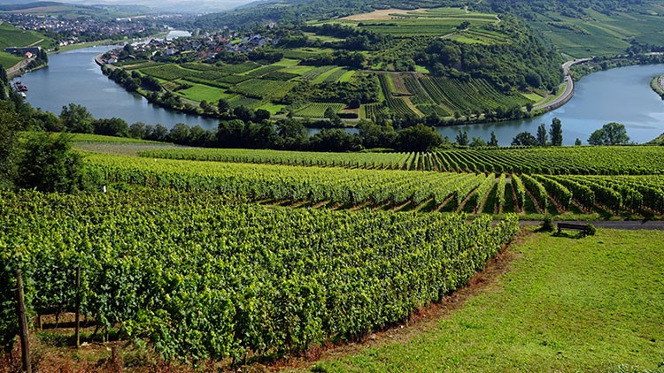 Weinberge mit grünen Rebreihen, dahinter eine Flusslandschaft mit Schleifen und einem Dorf, umgeben von Hügeln.