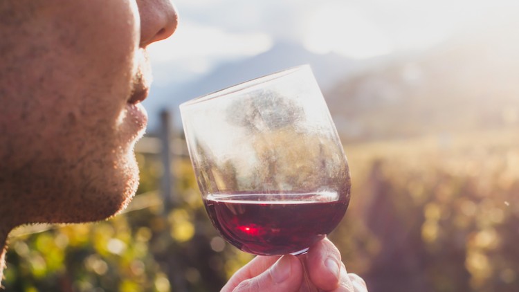Ein Weinglas mit rotem Wein wird bei Sonnenlicht vor einer Weinberglandschaft gehalten.