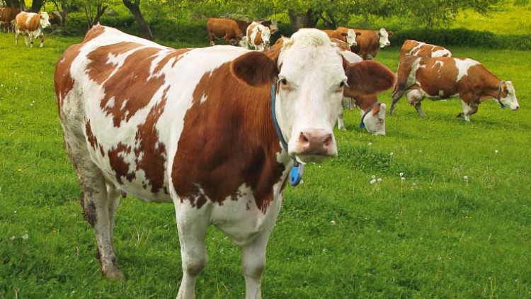 Braun-weiße Kuh mit blauem Halsband steht auf einer grünen Wiese, im Hintergrund sind weitere Kühe und Bäume sichtbar.