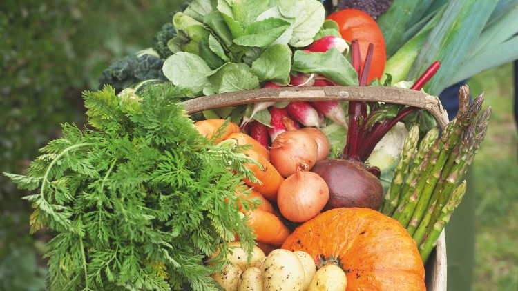 Ein Korb mit Karotten, Kürbis, Kartoffeln, Spargel, Zwiebeln, Rote Bete, Radieschen und grünem Blattgemüse im Freien.