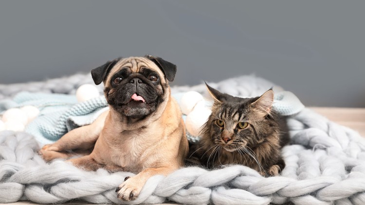 Ein Mops und eine getigerte Katze liegen nebeneinander auf einer grauen, gestrickten Decke vor grauem Hintergrund.