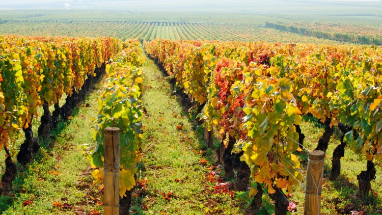Reihen von Weinreben mit gelb-grünem und rotem Laub auf einem sonnigen Weinberg, der sich bis zum Horizont erstreckt.