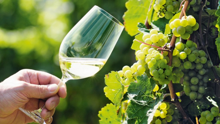 Eine Hand hält ein Glas mit weißem Wein neben einem Weinstock mit grünlichen Trauben und Blättern.