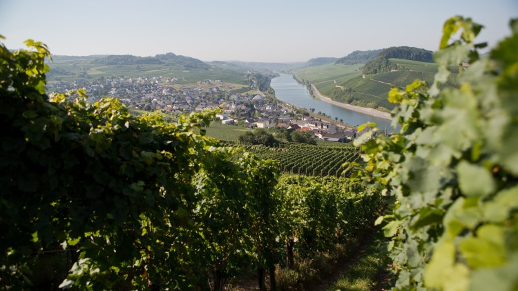 Weinberge mit grünem Laubrahmen, dahinter ein Dorf und ein Fluss, der sich durch eine hügelige Landschaft zieht.