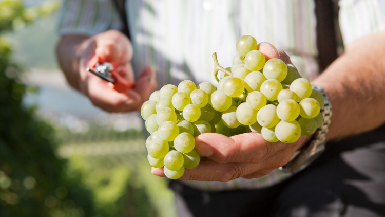 Eine Hand hält eine grüne Weintraube, im Hintergrund ein Weinberg und unscharfe Landschaft.