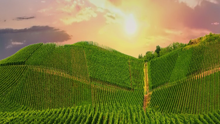 Hügelige Weinanbauflächen mit dicht bepflanzten Rebenreihen bei Sonnenuntergang unter leicht bewölktem Himmel.