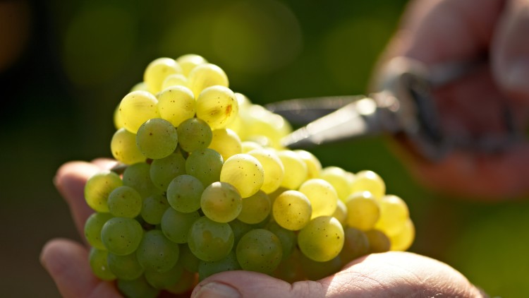 Eine Hand hält eine Traube grüner Früchte, im Hintergrund eine Schere und unscharfes Grün im Sonnenlicht.